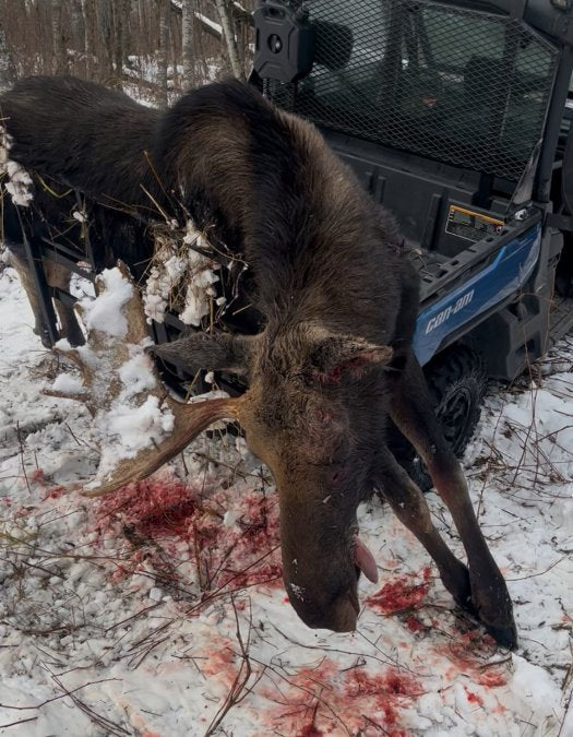 Solo Moose Recovery in Remote Areas: 7 Steps That Work