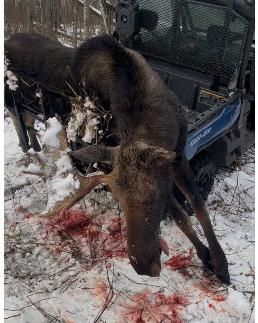 Best Way to Haul Moose Meat: A Step-by-Step Guide